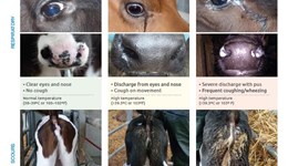 Calf Health Scorecard